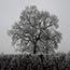 Clee Hill Hoar Frost, 2009